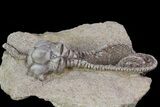 Alien-Looking Jimbacrinus Crinoid Fossil - Australia #68356-3